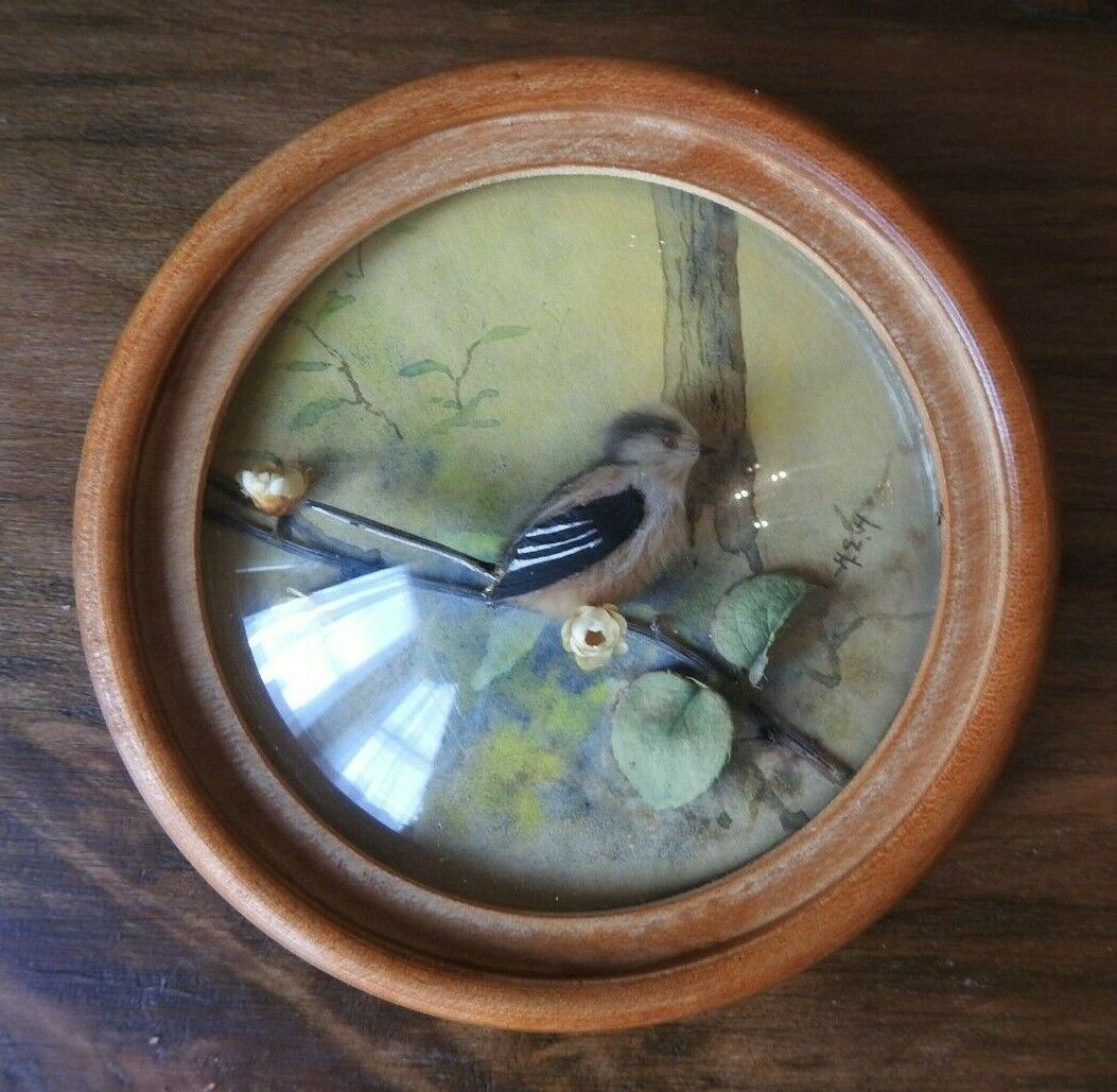 Long Tailed Tit (Version 2)